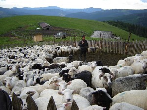 5 Полонына Радуль