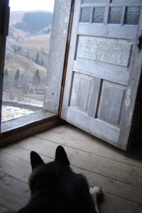 Дик смотрит вдаль