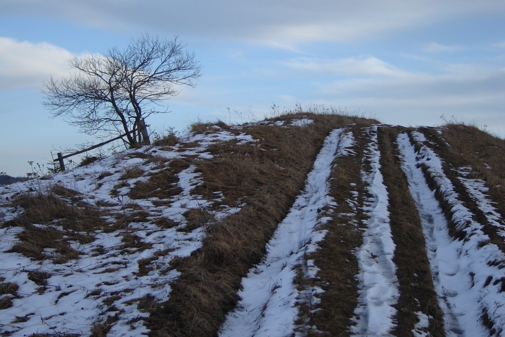 Дорога и одинокое дерево