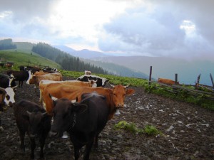 Коровы на Кирнычном