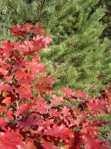 Костры осени