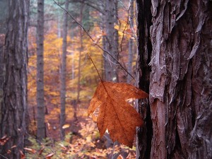 На паутинке лист завис, висит он головою вниз