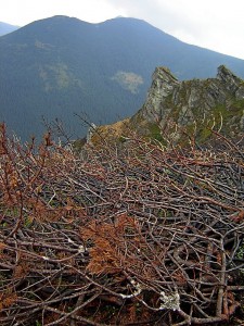 Не вечнозеленые