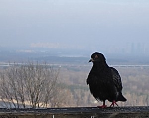 О,голубка моя