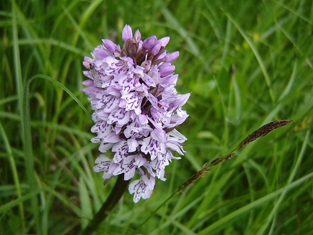 Карпатская орхидея