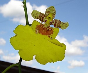 Орхидеичка-матрешка