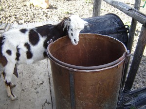 Радуль котел