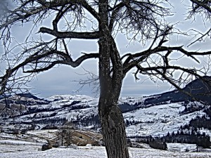 Разлогое дерево