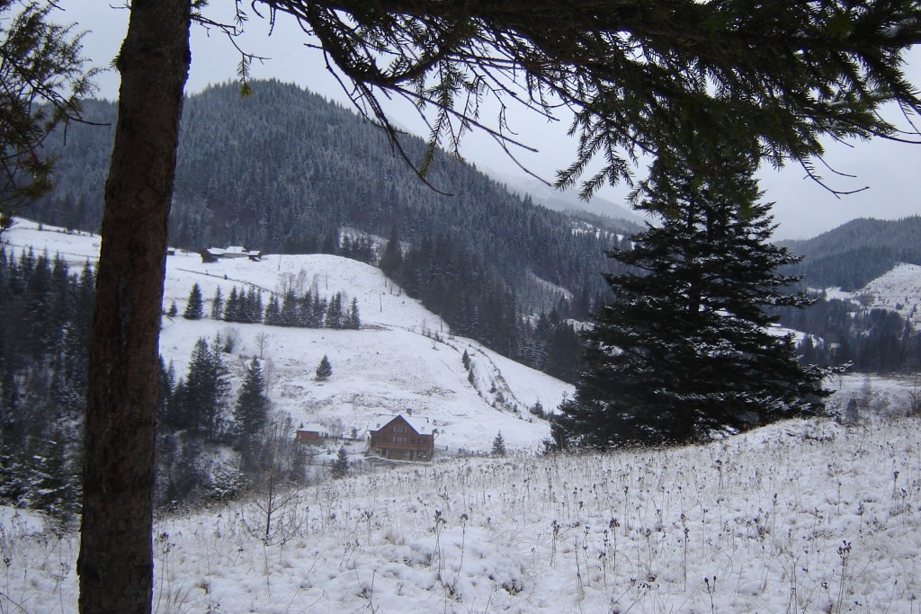 дерево и гора