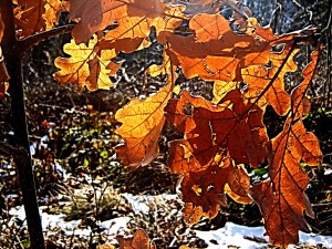 дубовые листья