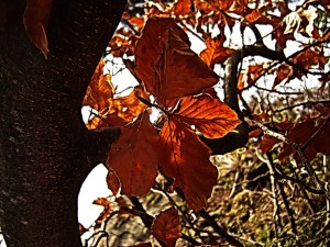 желтые листья