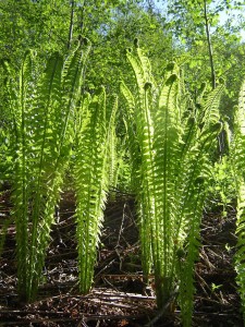 заросли орляка