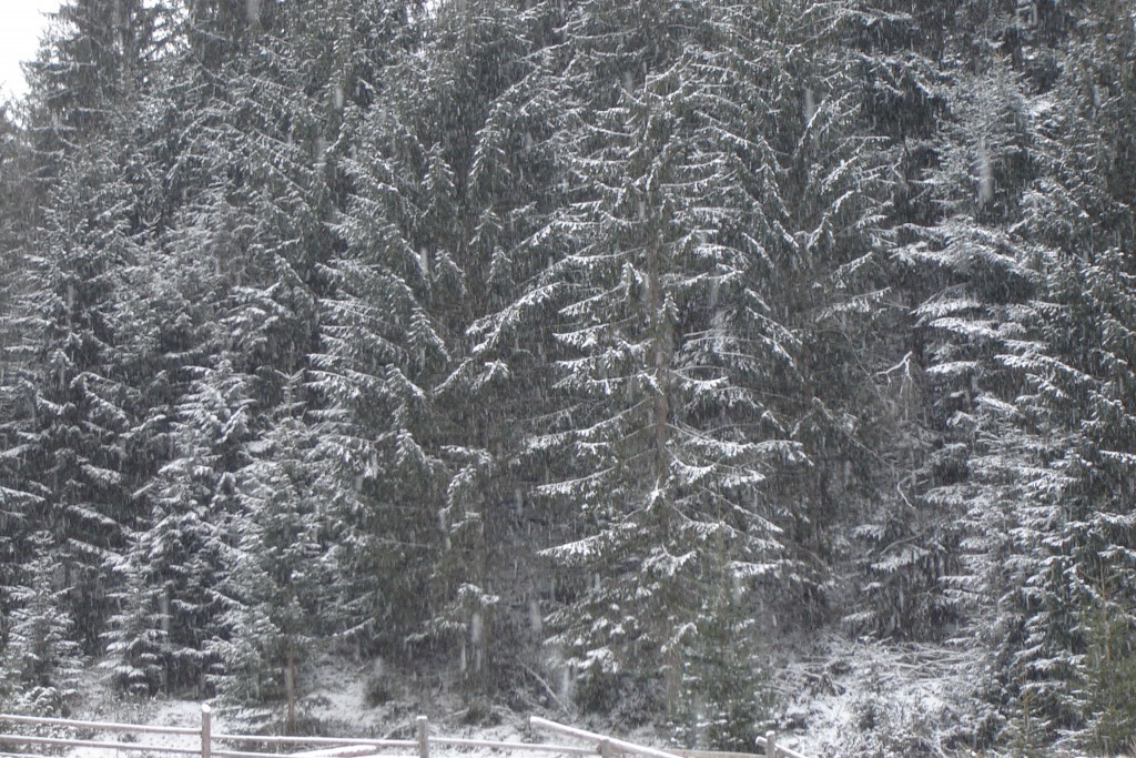 заснеженность