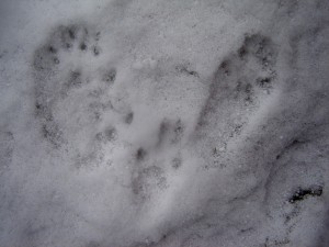 заячьи следы