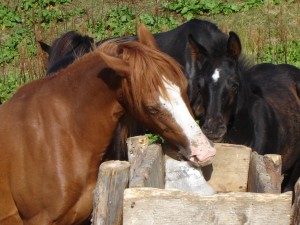 кони и соль