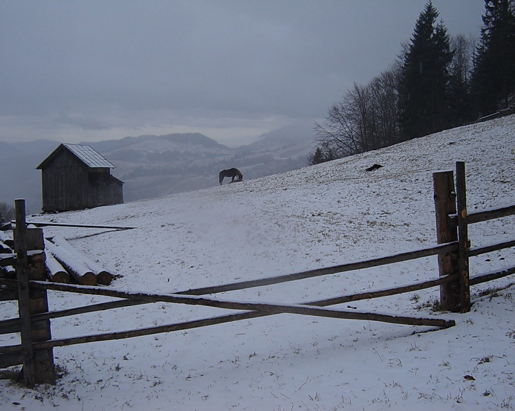 конь пасется