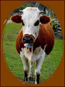 корова в кружке