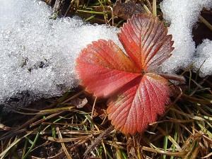 листик снег