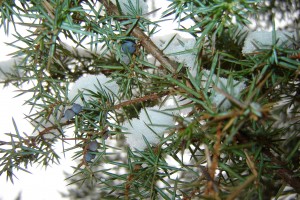 можжевельник