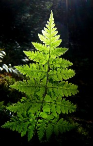папоротник 