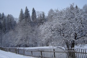 посеребренные деревья