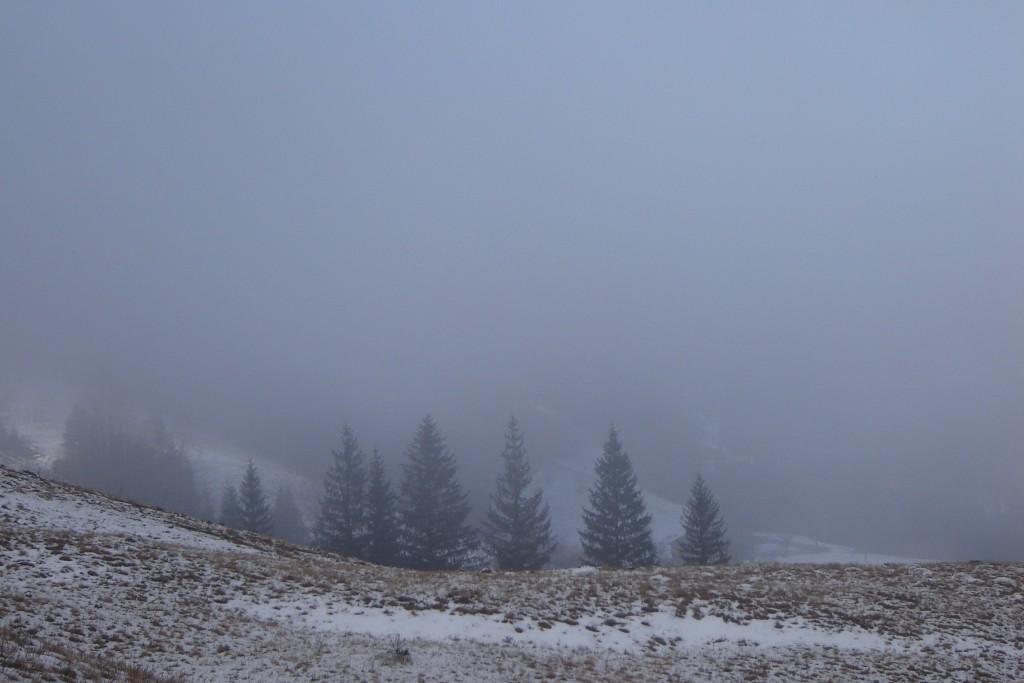 смереки в тумане