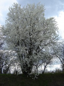 снежное дерево