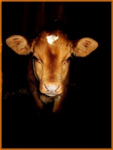 теля в рамці5