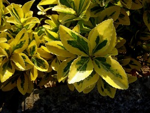 в горшках не мучатся