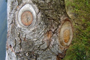 глазастое дерево