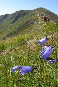 колокольчики