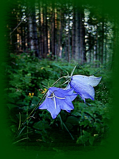 лесные красавцы