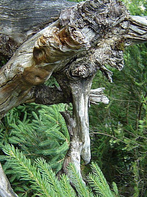 носате чудище