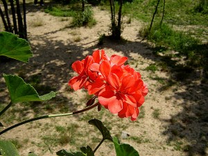 примула на свободе