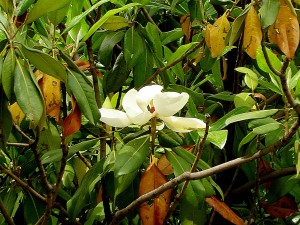 рододендрон цветет