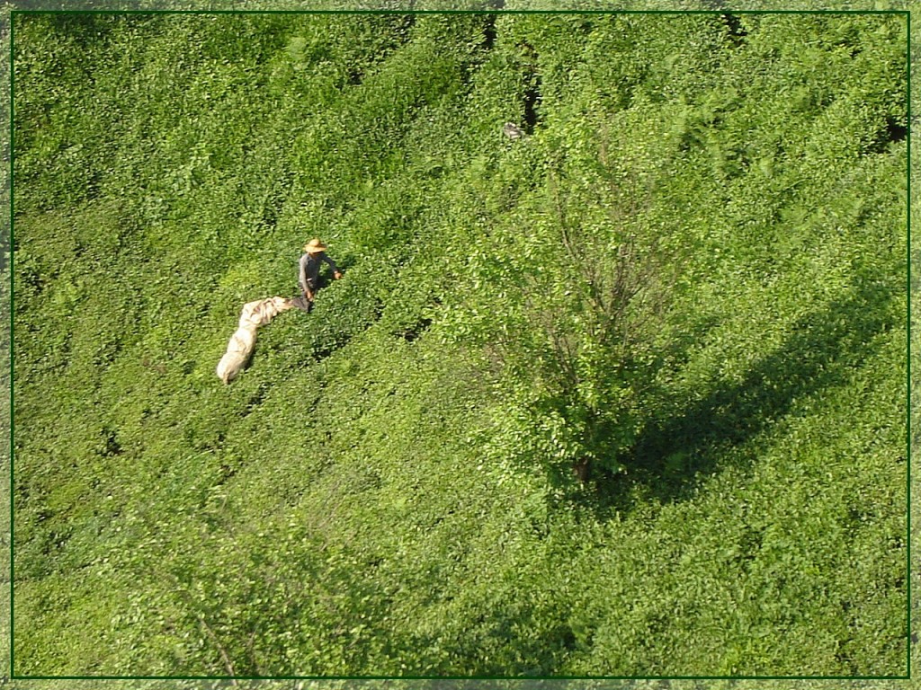 сборщик чая