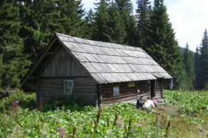 стая на Шешорской