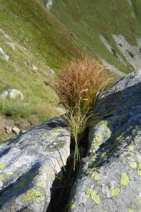 тава из камня растет