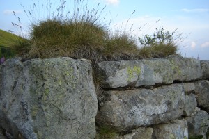 трава из камня