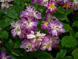 фиолеовые цветы