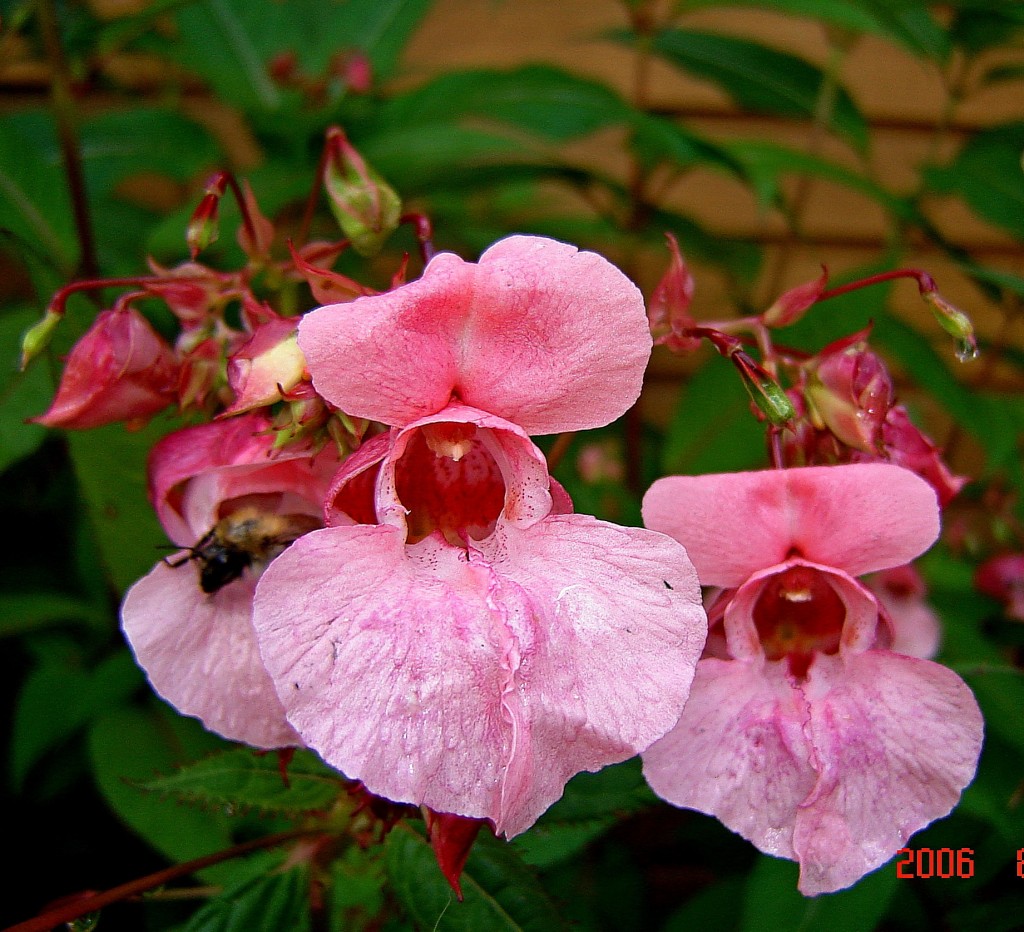 Бальзамин у дома