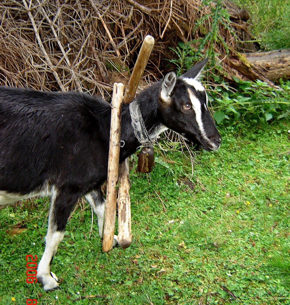 Брат по разуму