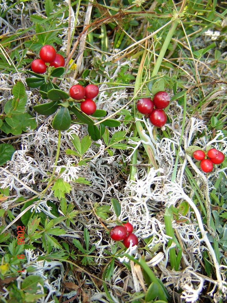 ТЕ САМЫЕ ГОГОДЗЫ