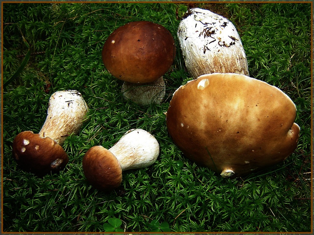 белые грибы