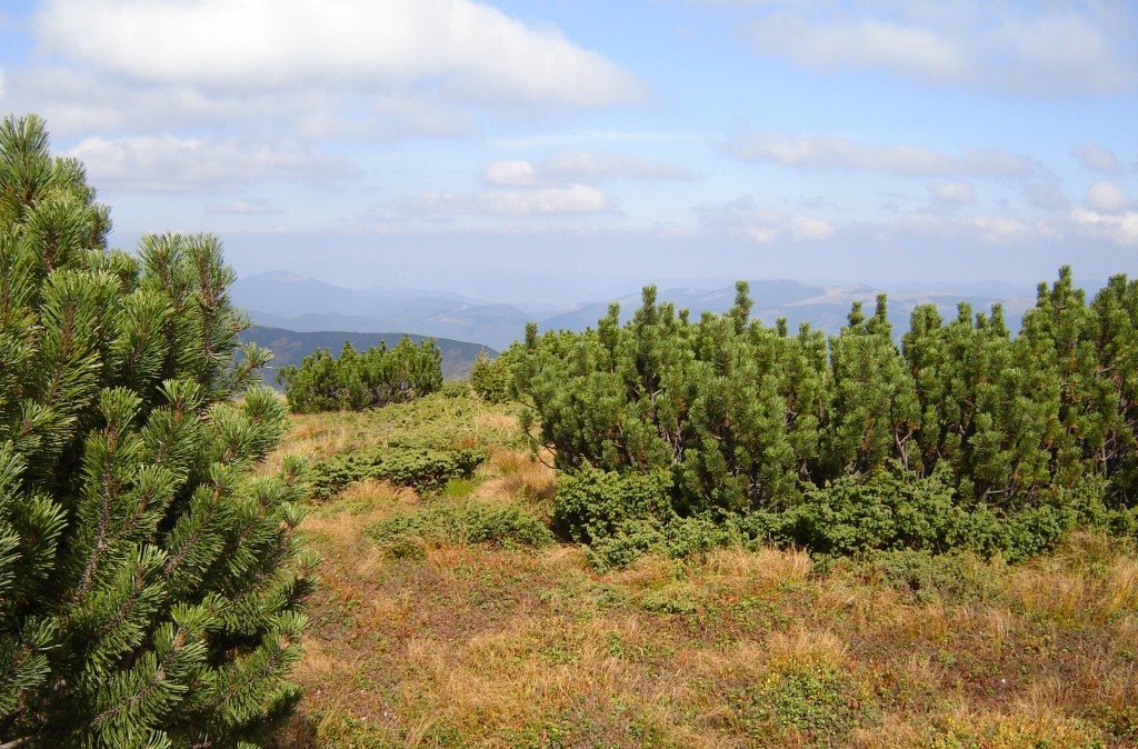 жереп на вершине