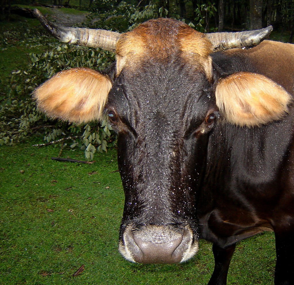 колорирование это модно