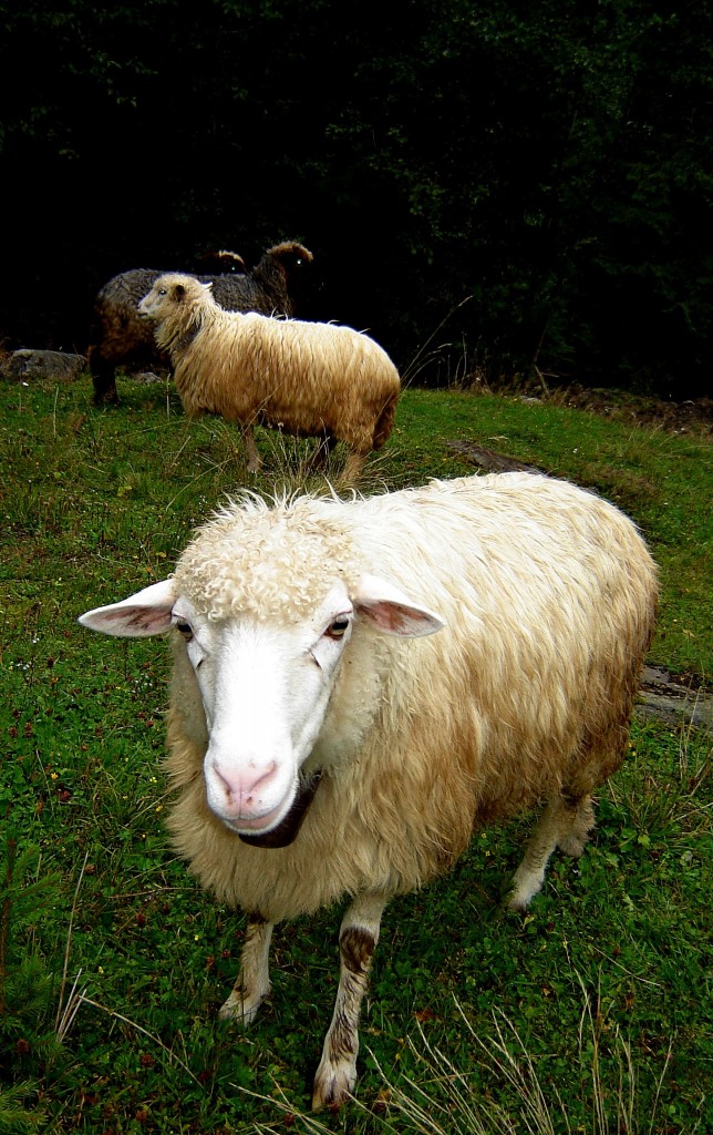 овца потерянная