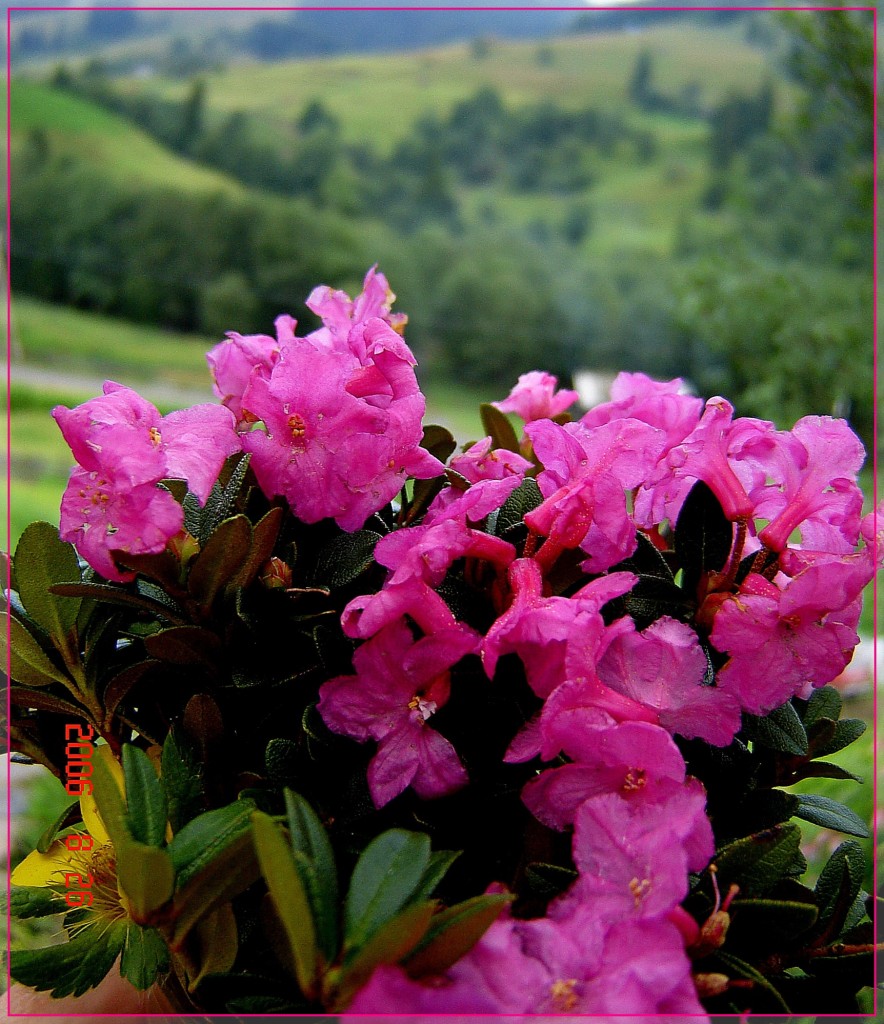 рододендрон