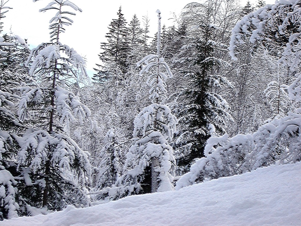 снежность смерекJPG